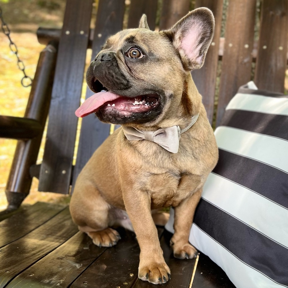 Items From Pet Friendly Home